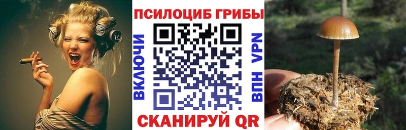 где продают Верхняя Пышма Галлюциногенные грибы Cubensis